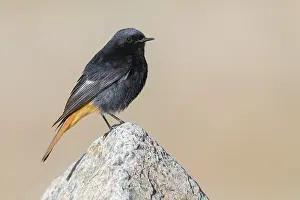 Black Redstart Bird Stampe: Black Redstart