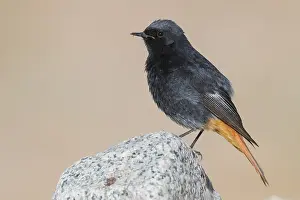 Black Redstart Bird Stampe: Black Redstart