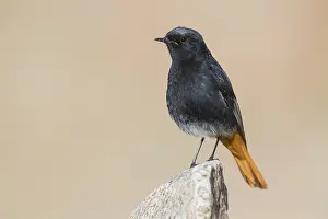 Black Redstart Bird Stampe: Black Redstart