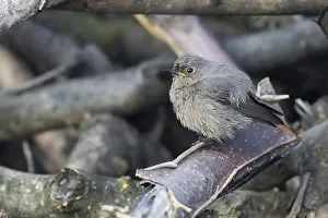 Black Redstart Bird Stampe: Black Redstart