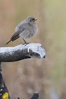 Passeriformes Bird Species Stampe: Black Redstart