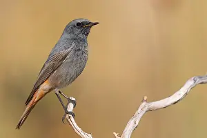 Black Redstart Bird Stampe: Black Redstart