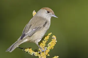 Sylvia Atricapilla Stampe: Blackcap