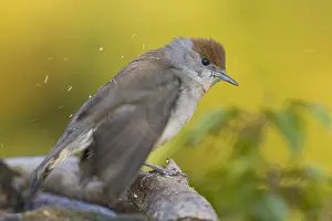 Blackcap Bird Stampe: Blackcap