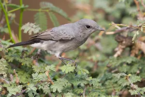 Middle East Animals Stampe: Blackstart
