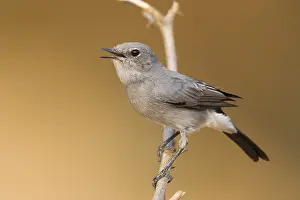 Passeriformes Species Stampe: Blackstart