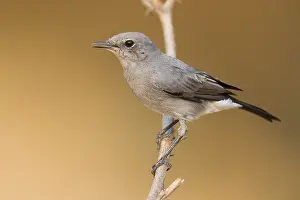 Passeriformes Species Stampe: Blackstart