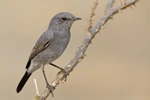 Passeriformes Species Stampe: Blackstart