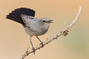 Passeriformes Birds Stampe: Blackstart