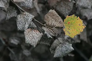 Fall Foliage Images Stampe: blad, leaf
