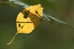 Fall Foliage Photos Stampe: blad, leaf
