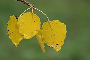 Fall Foliage Photos Stampe: blad, leaf