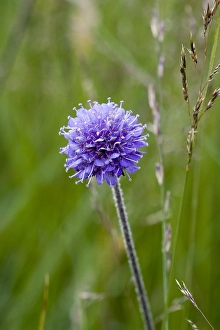 Succisa Pratensis Stampe: Blauwe Knoop, Devil's-bit Scabious, Succisa pratensis