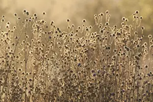 Succisa Pratensis Stampe: Blauwe Knoop, Devil's-bit Scabious, Succisa pratensis