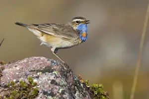 Passeriformes Birds Stampe: Bluethroat