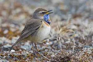 Immagini datate 25 maggio 2016: Bluethroat