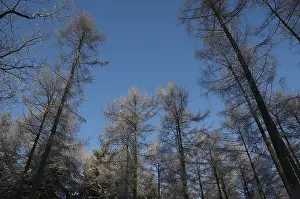 Stampa con cornice : Alberi, Alberi