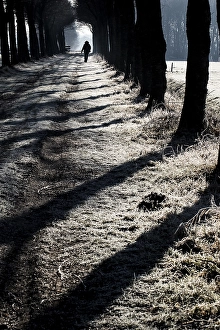 Frosty Landscape Stampe: Bomenlaan, Tree lane