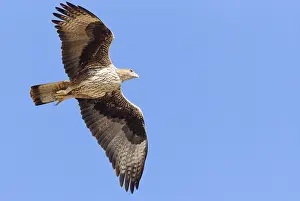 Bonellis Eagle Stampe: Bonelli's Eagle