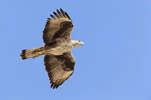 Bonellis Eagle Stampe: Bonelli's Eagle