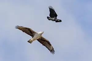 Bonellis Eagle Stampe: Bonelli's Eagle