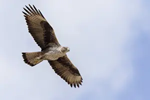 Raptor Species Stampe: Bonelli's Eagle