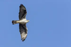 Bird In Flight Images Stampe: Bonelli's Eagle