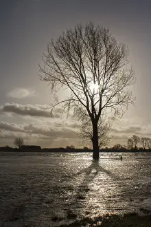 Netherlands Nature Photography Stampe: Boom; tree
