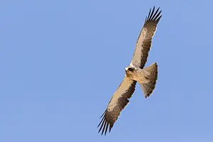 Birds With Sharp Talons Stampe: Booted Eagle