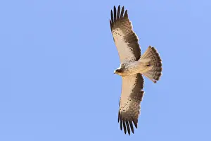 Booted Eagle Stampe: Booted Eagle