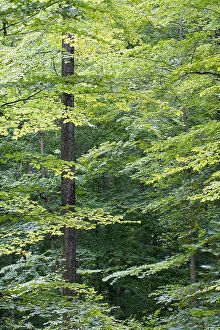 European Forest Landscape Stampe: Bos, Forest