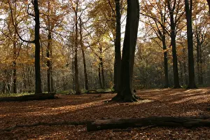 Beech Tree Forest Europe Stampe: Bos, Forest