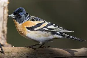 Wildlife Photography Finland Stampe: Brambling