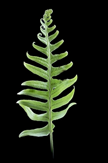 Wildlife Conservation Efforts Stampe: Brede eikvaren, Intermediate Polypody, Polypodium interjectum