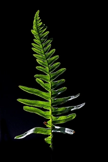 European Ferns Stampe: Brede eikvaren, Intermediate Polypody, Polypodium interjectum