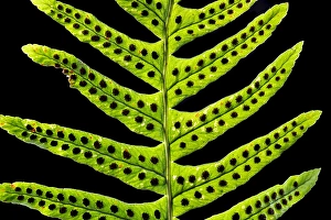 European Ferns Stampe: Brede eikvaren, Intermediate Polypody, Polypodium interjectum