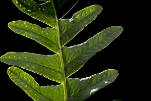 European Ferns Stampe: Brede eikvaren, Intermediate Polypody, Polypodium interjectum