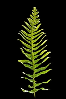 Green Nature Photography Stampe: Brede eikvaren, Intermediate Polypody, Polypodium interjectum