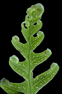 Wildlife Conservation Europe Stampe: Brede eikvaren, Intermediate Polypody, Polypodium interjectum