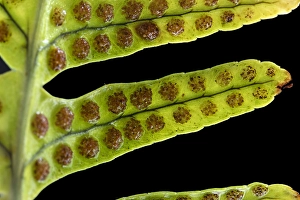 European Ferns Stampe: Brede eikvaren, Intermediate Polypody, Polypodium interjectum