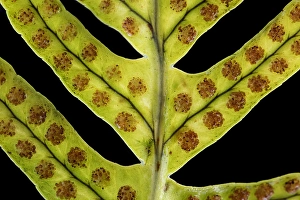 European Ferns Stampe: Brede eikvaren, Intermediate Polypody, Polypodium interjectum