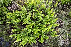European Ferns Stampe: Brede eikvaren, Intermediate Polypody, Polypodium interjectum