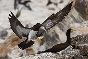 African Wildlife Birds Stampe: Brown Booby