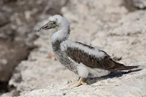 African Wildlife Birds Stampe: Brown Booby