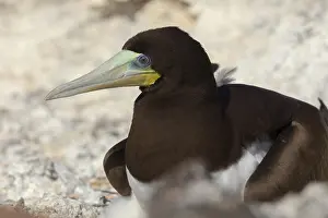 African Wildlife Animals Stampe: Brown Booby