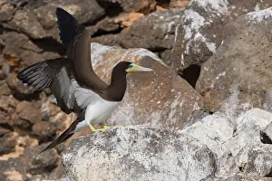 African Seabirds Stampe: Brown Booby