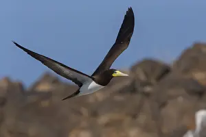 African Wildlife Animals Stampe: Brown Booby