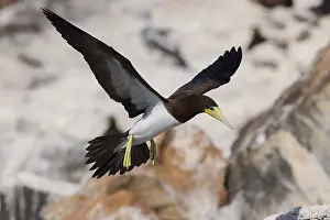 African Wildlife Birds Stampe: Brown Booby