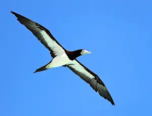 Blue Sky Nature Scenes Stampe: Brown Booby, Sula leucogaster plotus