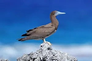 Stampa con cornice : Brown Booby, Sula leucogaster plotus.